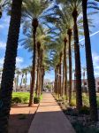 Una passeggiata alberata con palme nel centro di Scottsdale, Arizona.  