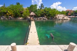 Una passeggiata sul Mare dei Caraibi con i delfini che nuotano a Puerto Aventuras, Messico.

