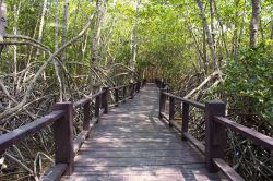 Una passerella in legno fra le mangrovie a Bimini, Bahamas. La foresta di mangrovie è una delle soprese più piacevoli dell'isola. Visitando questo ecosistema si potranno osservare ...
