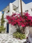 Una pianta di bouganvillea in un vicoeltto dell'antica Chora sull'isola di Sikinos, Grecia.



