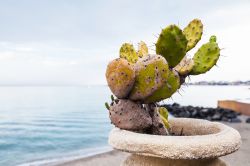 Una pianta di cactus con la città di Giardini Naxos sullo sfondo, Sicilia.

