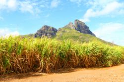 Una piantagione di canna da zucchero sull'Isola di Mauritius