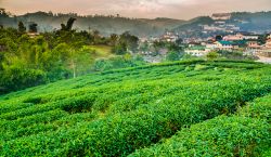 Una piantagione di té nel villaggio di Wawee a Chiang-Rai, nord della Thailandia - © Jedsada Kiatpornmongkol / Shutterstock.com