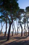 Una pineta costiera in Abruzzom, nei pressi di Pineto