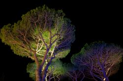Una pineta illuminata di notte a Punta Ala, provincia di Grosseto, Toscana.

