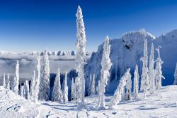 Una pittoresca immagine degli alberi innevati fra le montagne di Fernie, Canada.

