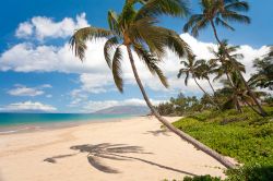 Una pittoresca spiaggia tropicale nei pressi di Kihei, isola di Maui, Hawaii. A fare da cornice alla finissima sabbia dorata sono palme frondose e vegetazione rigogliosa.
