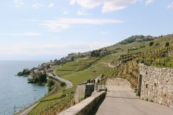 Una pittoresca veduta dei vigneti terrazzati di Lavaux, Svizzera. Patrimonio mondiale dell'Unesco dal 2007, questo territorio coltivato a vigneti si estende su una superficie di 830 ettari  ...