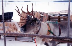 Una renna in un recinto sul Mar Baltico in Lapponia, Kemi. Siamo sulla costa occidentale finlandese del Golfo di Botnia: qui in inverno subentrano atmosfere magiche fra aurore boreali e ghiacci ...
