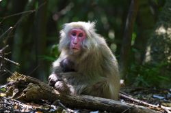 Una scimmia al SeibuRindo Forest Path sull'isola di Yakushima, Giappone. Qui si possono ammirare animali selvatici e specie che vivono nella foresta.
