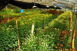 Una serra di fiori colorati in una fattoria a Chiang Rai, Thailandia - © pixbox77 / Shutterstock.com