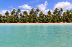 Una spiaggia con palme vista dall'acqua di Maragogi, stato di Alagoas, Brasile.

