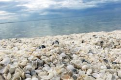 Una spiaggia di conchiglie sulla costa in Australia Occidentale.
