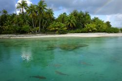 Una spiaggia paradisiaca alle Tuamotu, Polinesia Francese. L'arcipelago più esteso della Polinesia è anche famoso per la coltivazione delle perle. 
