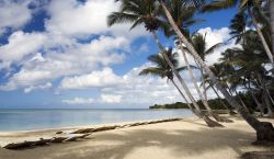 Una spiaggia tropicale con palme sull'isola di Dominica, Caraibi.
