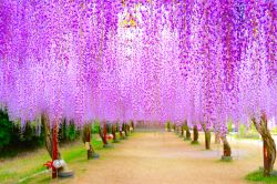 Una splendida immagine di glicine in fiore nella città di Okayama, Giappone.

