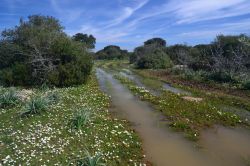 Una strada dell'Altopiano della Giara vicino a Tuili in Sardegna