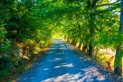 Una strada di campagna vicino a Pieve Sant Stefano in provincia di Arezzo in Toscana