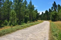 Una strada nel bosco nei pressi del castello di Almourol e del fiume Tago, Portogallo: siamo nelle vicinanze di Vila Nova da Barquinha.

