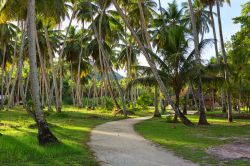 Una strada nella piantagione di cocco a La Digue, Seychelles.

