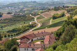 Una strada tra i vigneti del Roero in Piemonte