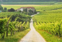 Una strada tra i vigneti di Prosecco nelle campagne di Valdobbiadene in Veneto.