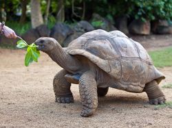 Una tartaruga gigante al parco La Vanille che si trova nel sud dell'isola di Mauritius