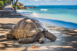 Una tartaruga gigante sulla spiaggia di Aldabra, Seychelles. Secondo atollo corallino più grande al mondo, affiora nell'Oceano Indiano ed è raramente visitato. La maggior parte ...