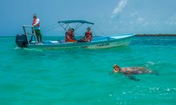 Una tartaruga marina di Hawksbill nella Sian Ka'an Biosphere Reserve di Tulum, Messico.  Dal 1986 la riserva è parco nazionale mentre dal 1987 è patrimonio mondiale dell'Unesco. ...