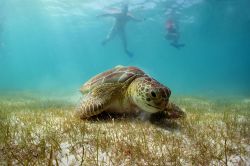 Una tartaruga nelle acque di Akumal Bay, Messico, osservata da alcuni snorkelers. E' una delle zone della penisola dello Yucatan più adatta per chi è appassionato di immersioni.



 ...