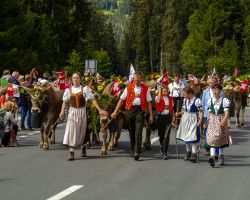 Una tradizionale sfilata di mucche (Alpabzug) alla fine dell'estate a Lenzerheide, Svizzera - © gdefilip / Shutterstock.com