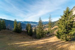 Una vallata di Bad Hindelang con i suoi alberi di conifere, Baviera, Germania. 
