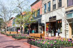 Una veduta primaverile di Pearl Street Mall a Denver, Colorado, con la fioritura dei tulipani. Nel primo ventennio del 1900 questa strada fu una delle prime a essere pavimentata e abbllita da ...