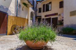 Una viuzza del centro storico di Sale San Giovanni con vecchie case, Piemonte. In primo piano, un vado di lavanda - © Stefy Morelli / Shutterstock.com