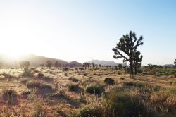 Una zona arida con vegetazione desertica fuori Palm Springs, California.
