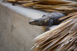 Un'iguana sul tetto di una capanna a Puerto Escondido, Messico.

