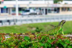 Un'iguana verde su un muro nella città di Pembroke Pines, contea di Broward (Florida).



