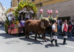 Uno dei traccas alla Cavalcata Sarda di Sassari. Noto anche come "festa della bellezza", questo evento vede 2500 figuranti sfilare per le vie del centro storico assieme a 270 cavalli ...
