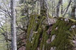 Uno scorcio dei boschi che circondano il santuario della Verna, Toscana. Ricoperto da foreste di faggi e abeti, il monte su cui sorge questo luogo caro a San Francesco d'Assisi è ...