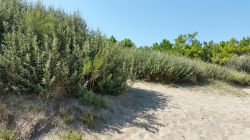 Uno scorcio del lido di Jesolo con la vegetazione, Veneto. Questa cittadina in provincia di Venezia vanta 15 chilometri di spiagge attrezzate, molte delle quali anche con animazione.
