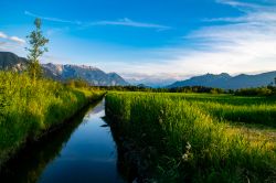 Uno scorcio della palude di Murnauer in primavera, Germania. Qui hanno trovato il loro habitat naturale molte specie vegetali e animali minacciate dall'estinzione.
