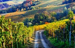 Uno scorcio della Strada dei Vini di Carmignano e dei Sapori Pratesi in Toscana - © leoks / Shutterstock.com
