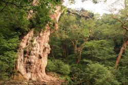 Uno scorcio della vegetazione lussureggiante sull'isola di Yakushima, Giappone. Siamo su un'isola subtropicale situata a sud di Kyushu; dal 1993 è patrimonio mondiale dell'Unesco.
 ...