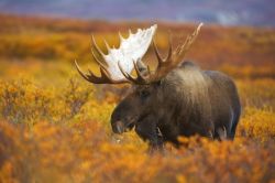 Uno splendido alce maschio attraversa in autunno la tundra nel Denali National Park, Alaska. Questa riserva ospita 39 specie differenti di mammiferi e oltre 160 di uccelli.




