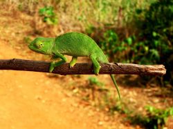 Uno splendido esemplare di camaleonte su un ramo nella foresta di Conakry, Guinea. 
