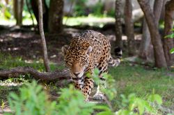 Uno splendido esemplare di giaguaro nel parco naturale di Xcaret, Messico.

