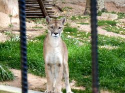 Uno splendido esemplare di puma allo zoo di Oruro, Bolivia. E' situato a 3700 metri di altezza sul livello del mare.
