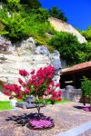 Uno splendido oleandro fiorito in una piazzetta di Aubeterre-sur-Dronne, Charente, Francia.
