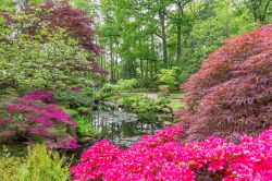 Uno stagno nel giardino giapponese di Zoetermeer, Olanda. Siamo al parco Clingendael con azalee colorate e alberi dalle varie tonalità, una delle meraviglie naturali di questa località ...