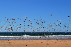 Uno stormo di gabbiani sulla spiaggia a Costa da Caparica, Portogallo.

